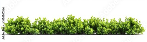 Vibrant Green Bush Border