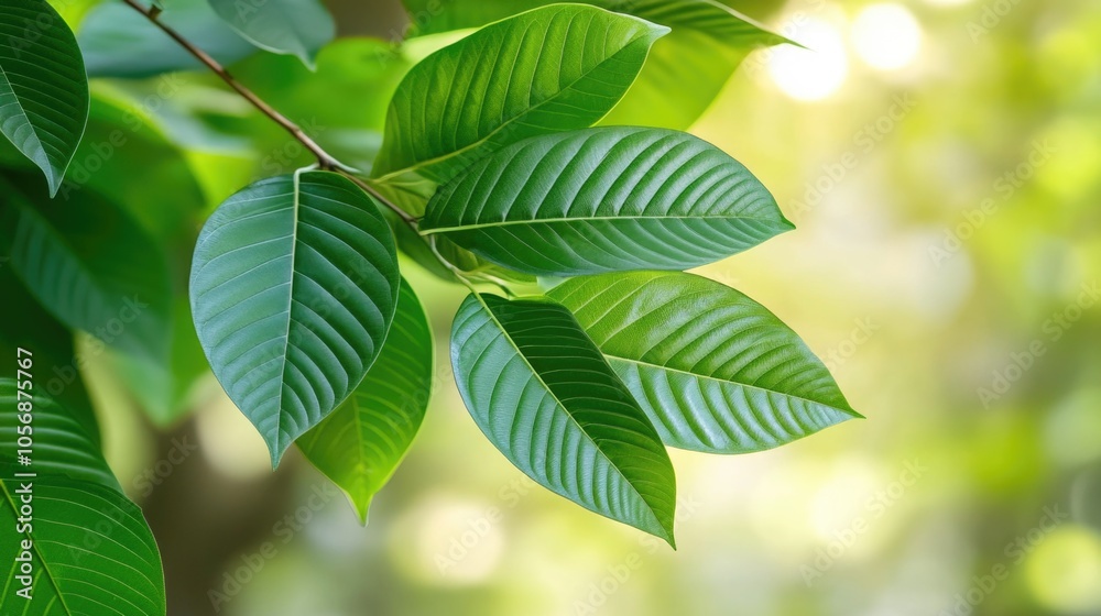 A close-up shot of a leafy plant with sunlight shining through, ideal for use in natural or wellness-themed projects A close-up shot of a leafy plant with sunlight shining through, ideal for use in natural or wellness-themed projects