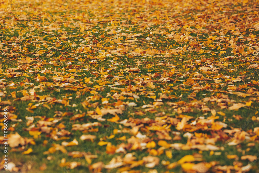 autumn park. autumn season in october. Colorful yellow autumn leaves in the autumn forest autumn park. autumn season in october. Colorful yellow autumn leaves in the autumn forest