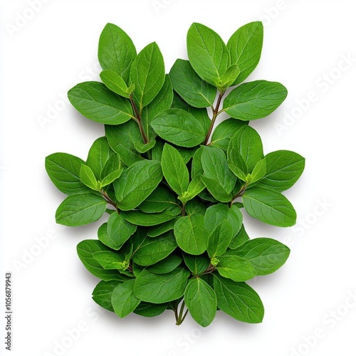 A photostock of fresh oregano sprigs on a white background, herbaceous and flavorful. photo