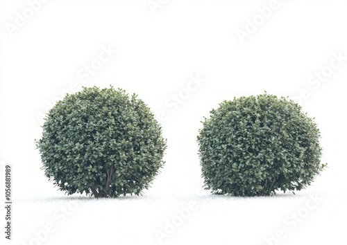 Symmetrical Green Bushes in Garden