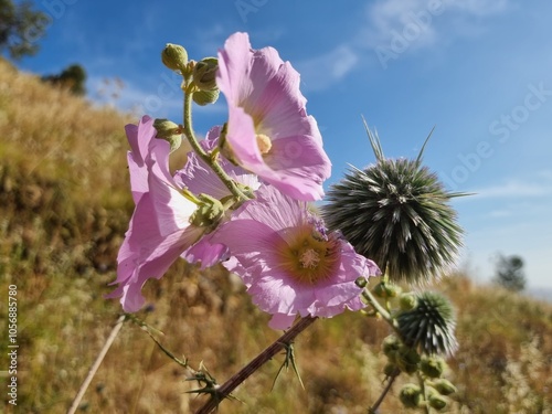 Seasonal flowerrs of Israel .  photo