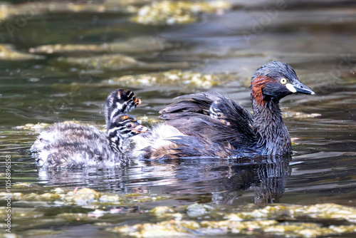 Australasian Grebe with chicks in water and on it's back photo