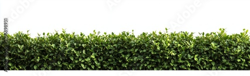 Dense Green Hedge Border