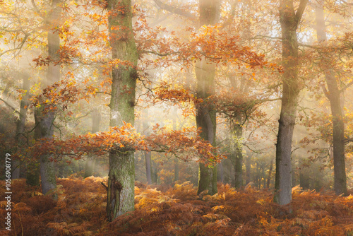 Sunlight beams through the enchanting autumn forest in Perthshire, Scotland, illuminating golden oak trees and vibrant bracken in a serene woodland atmosphere. photo