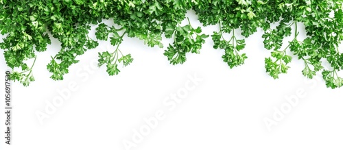 Fresh Parsley Isolated White Background