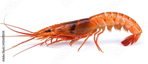Wallpaper Mural Giant Freshwater Prawn Macrobra Chium Rosenbergii Fresh Shrimp x000D On White Background Torontodigital.ca