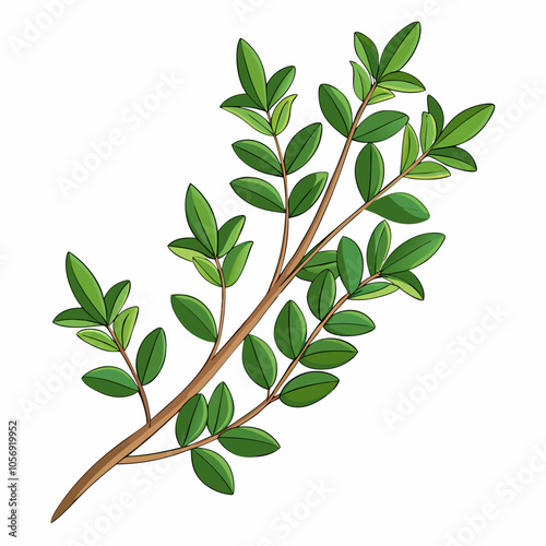 thyme leaves