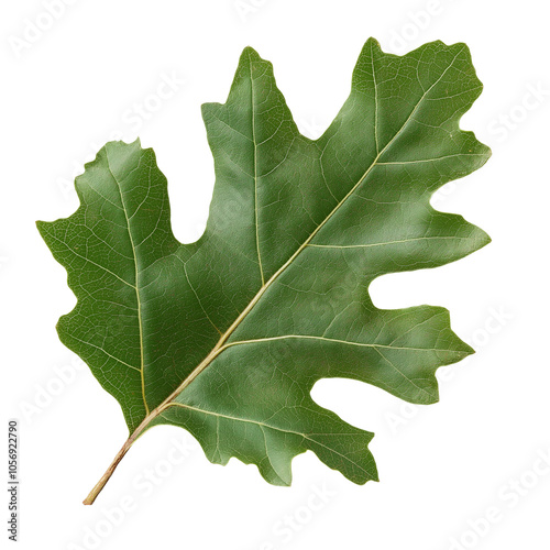 A vibrant green oak leaf with jagged edges, showcasing its natural beauty against a black background.