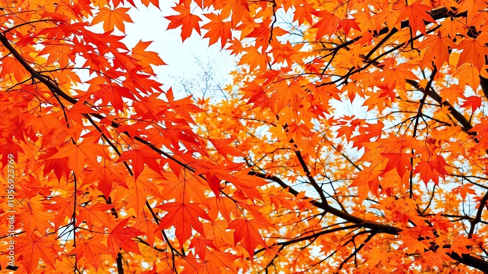 Vibrant beech leaves in various shades of orange and yellow during the autumn season, scenery, trees, natural Vibrant beech leaves in various shades of orange and yellow during the autumn season, scenery, trees, natural