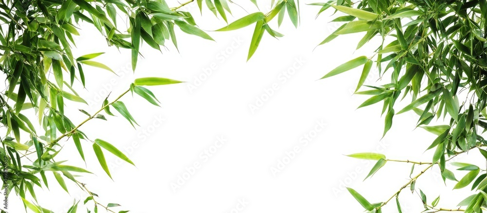 Asian Natural Branches Of Bamboo Leaves On White Background Asian Natural Branches Of Bamboo Leaves On White Background