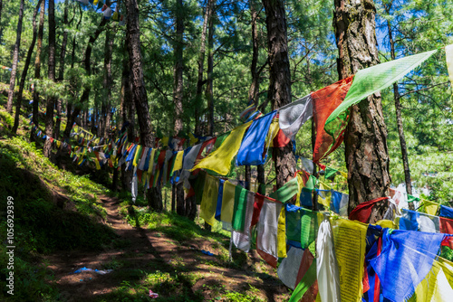 Hiking in the Shivapuri National Park of Kathmandu Nepal Natural Flora Landscapes of Tarebhir with goats and herd in distant photo