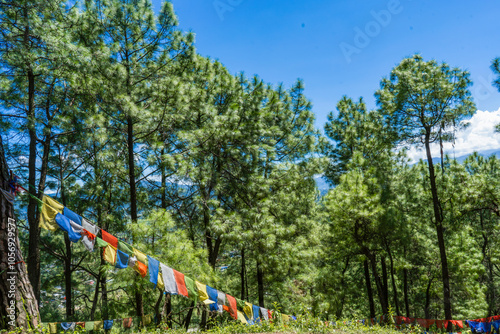 Hiking in the Shivapuri National Park of Kathmandu Nepal Natural Flora Landscapes of Tarebhir with goats and herd in distant photo