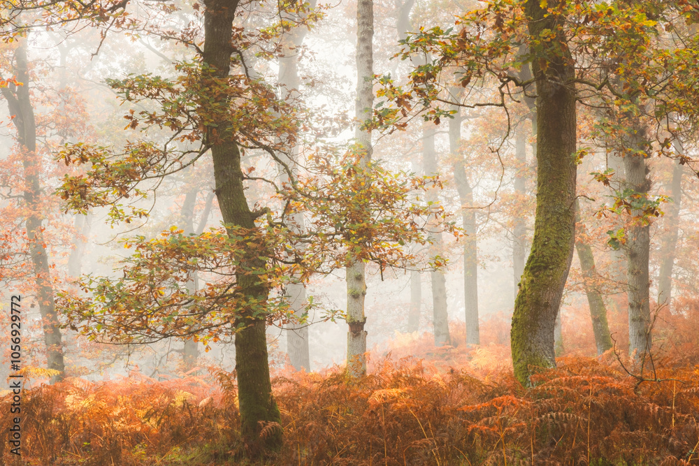 Obraz premium Misty autumn forest woodland with European Oak (Quercus robur) trees surrounded by golden bracken in Kinclaven, Perthshire, Scotland.