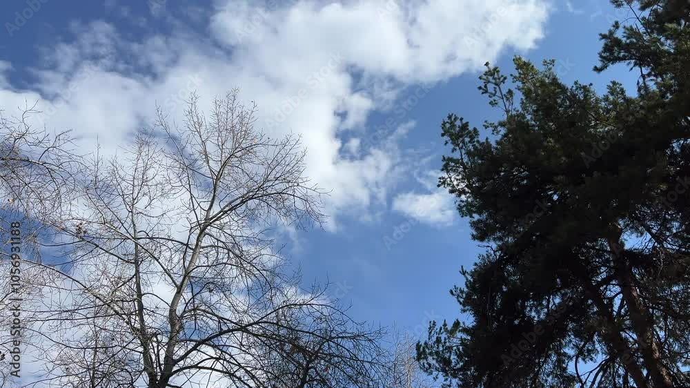 Coniferous pine and bare tree without foliage against blue sky with clouds Coniferous pine and bare tree without foliage against blue sky with clouds