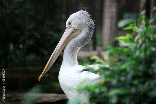 Long Pink Beak Australian Pelican in The Zoo Cage