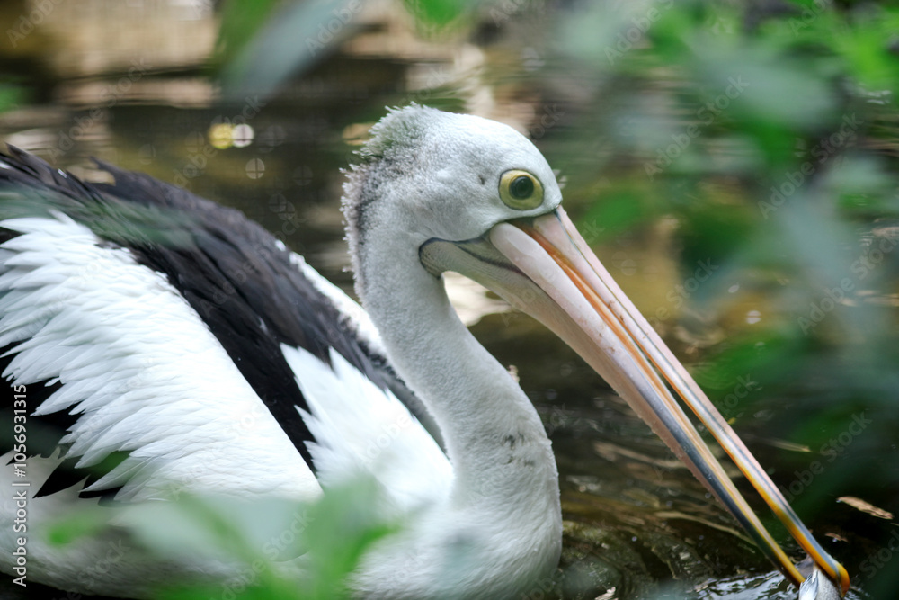 Australian pelican (Pelecanus conspicillatus) floating on water. Australian pelican is a large waterbird in Pelecanidae Family. Bird in natural environment. Australian pelican (Pelecanus conspicillatus) floating on water. Australian pelican is a large waterbird in Pelecanidae Family. Bird in natural environment.