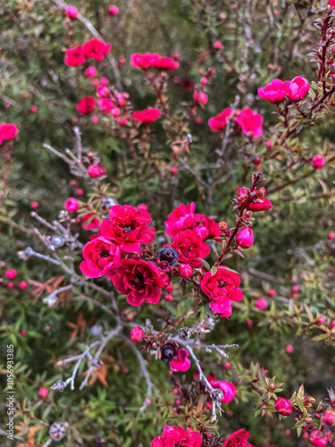 Beautiful red flowers of a rose bush on the background of greenery