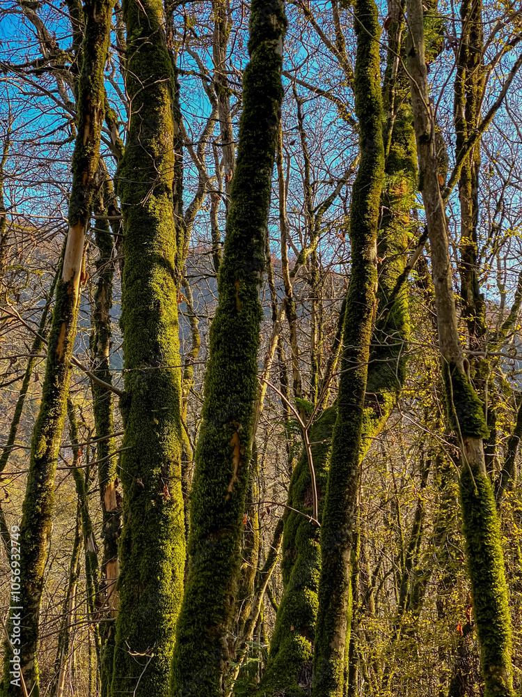 Fototapeta premium Mossy trees in the forest on a sunny spring day