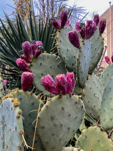 Prickly pear cactus (Opuntia ficus-indica)