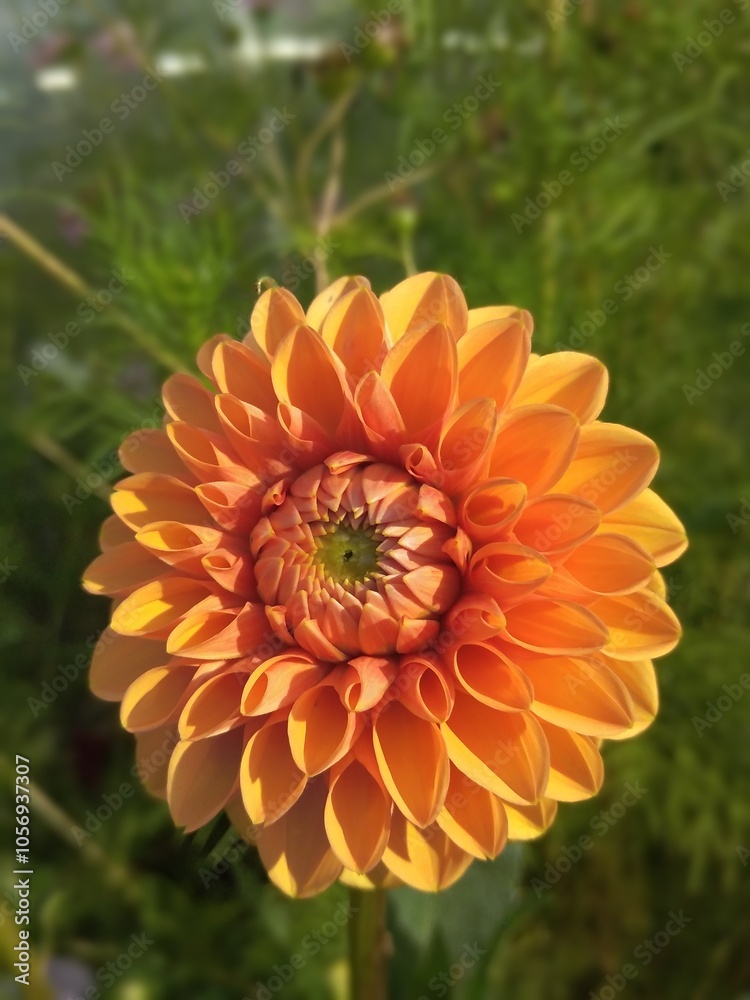 flower, flowers, bloom, nature, garden, vegetable garden, flora