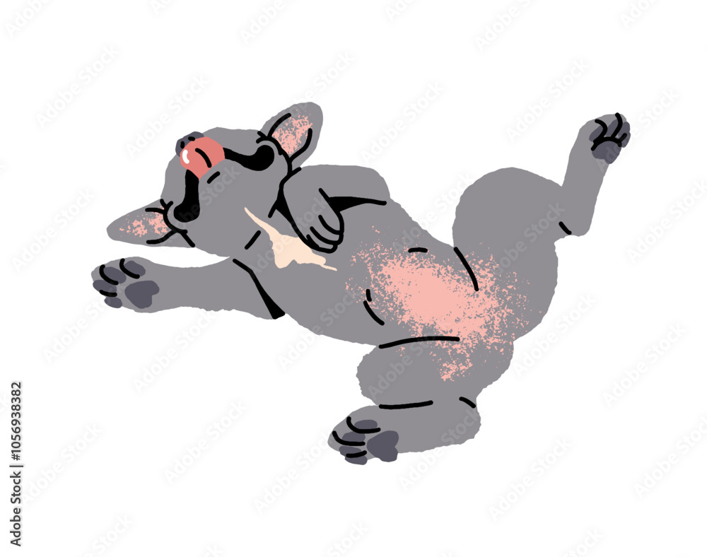 Obraz premium Funny French Bulldog with cute belly sleeps. Happy asleep puppy with gray color shows tongue. Amusing little dog has a rest. Adorable pet, animal relaxes. Flat isolated vector illustration on white