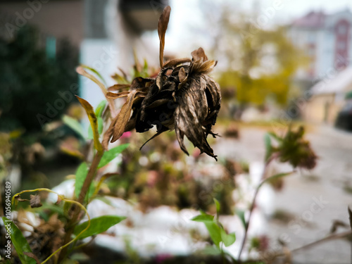 A dry wilted flower in the garden, lonely. photo