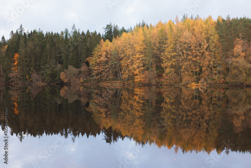 A serene autumn reflection on River Tummel in Perthshire, Scotland, capturing vibrant fall foliage and golden larch trees along the tranquil lakeside. photo