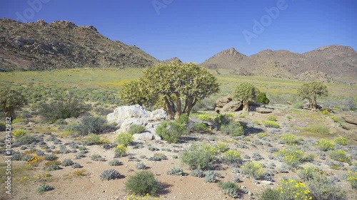 Quiver tree (Aloidendron dichotomum) formerly Aloe dichotoma, or kokerboom in the Goegap nature Reserve, Springbok, South Africa. photo