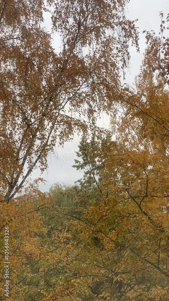Small yellow birch leaves shake from the cold autumn wind and slowly fall to the ground Small yellow birch leaves shake from the cold autumn wind and slowly fall to the ground