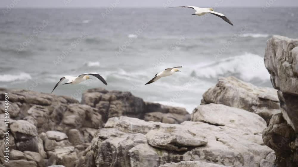 Northern Gannet (Morus capensis) colony, breeding on Bird Island, some flying over to find the partner, Lamberts Bay, South Africa. Slowmotion Northern Gannet (Morus capensis) colony, breeding on Bird Island, some flying over to find the partner, Lamberts Bay, South Africa. Slowmotion