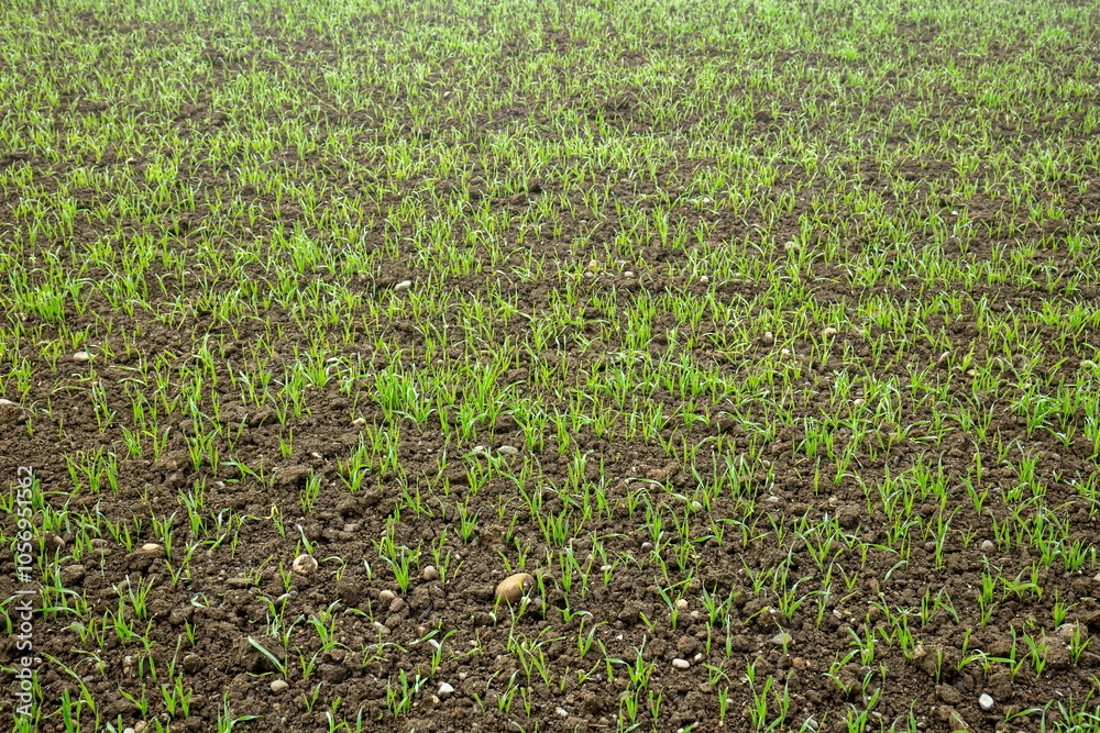 Wheat seedling growing out of a tilled agricultural field in late October, no people Wheat seedling growing out of a tilled agricultural field in late October, no people