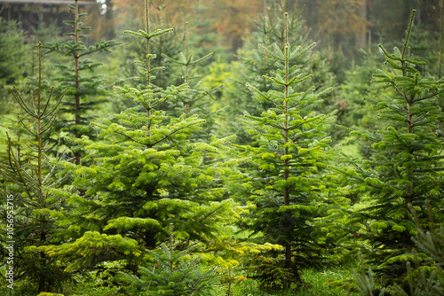 Christmas or evergreen pine trees growing in a nursery in a foggy forest scene in late autumn, no people