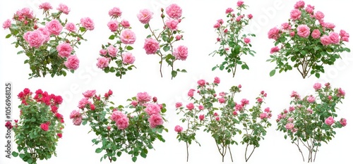 Pink Rose Bushes Collection