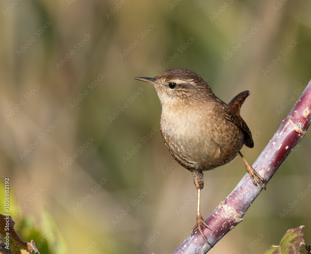 Eurasian wren, Troglodytes troglodytes. On an autumn morning, a bird sits on a branch Eurasian wren, Troglodytes troglodytes. On an autumn morning, a bird sits on a branch
