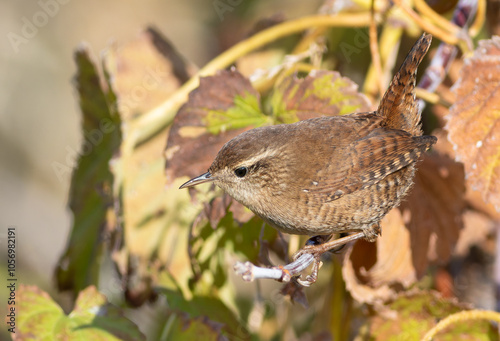 Wallpaper Mural Eurasian wren, Troglodytes troglodytes. A bird sits on a bush branch Torontodigital.ca