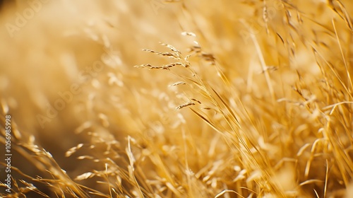 dry grass in the field at sunset, shallow depth of field. photo