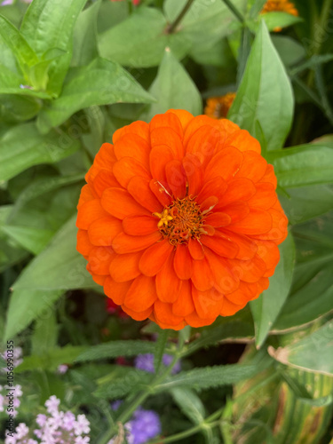 Zinnienblüte 1056990438 orangerot