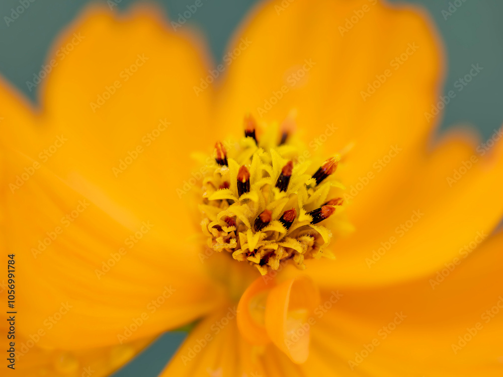 秋の公園や花壇を彩るコスモス（キバナコスモス）のある風景。背景。自然風景素材。