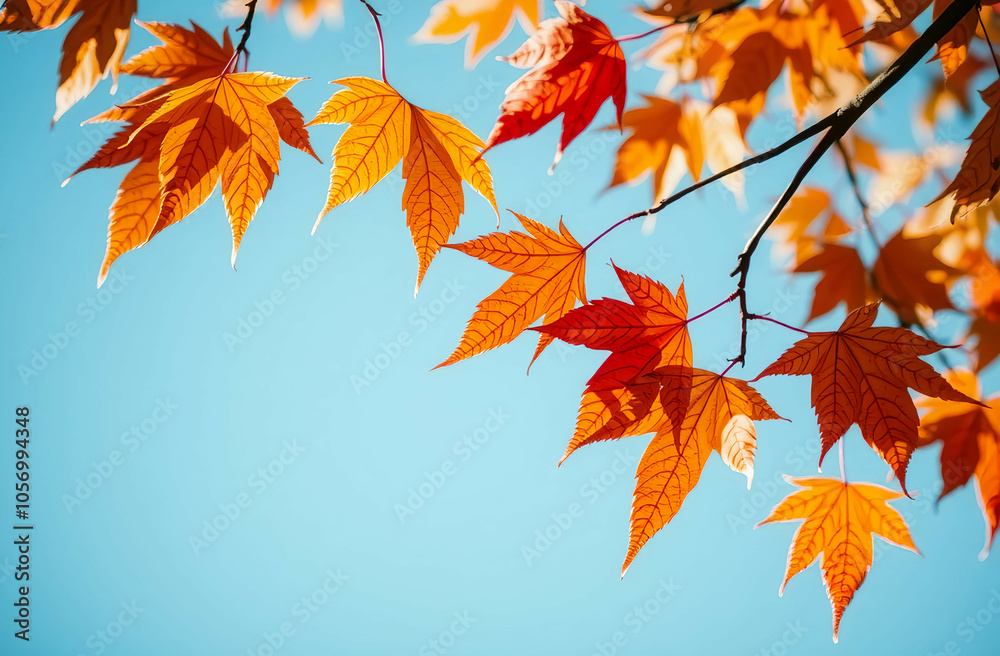 autumn leaves background against a blue sky