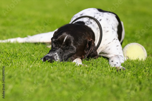 Dog english pointer portrait photo