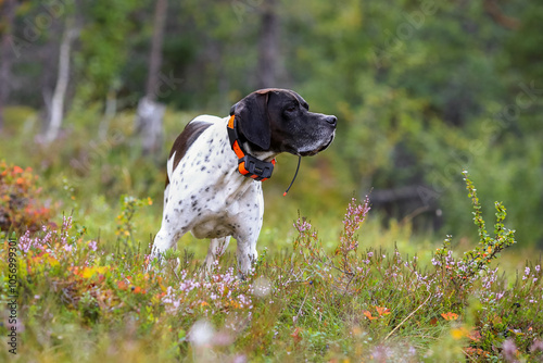 Dog english pointer
