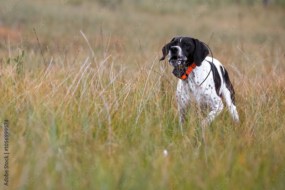 Dog english pointer Dog english pointer
