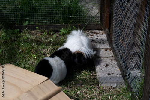 Meerschweinchen käfig tier natur herde photo