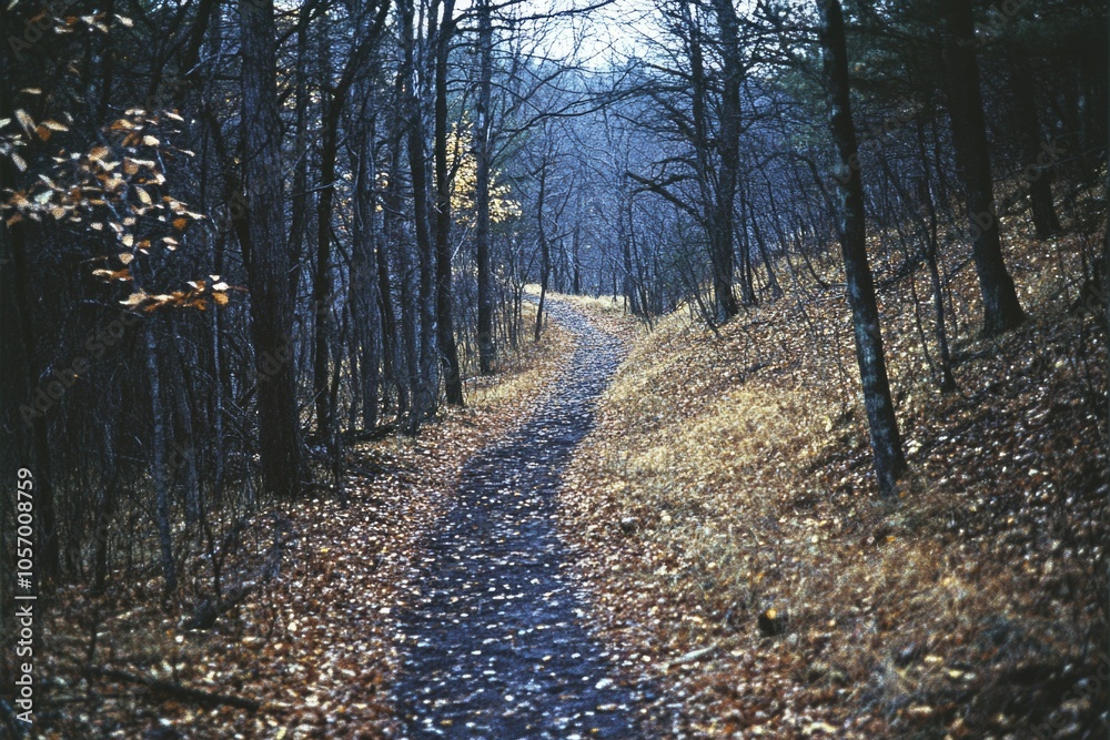 Autumn Path Autumn Path