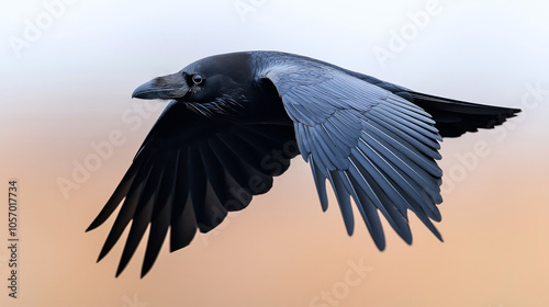 Close-up of a black raven flying with wings spread against a soft gradient background