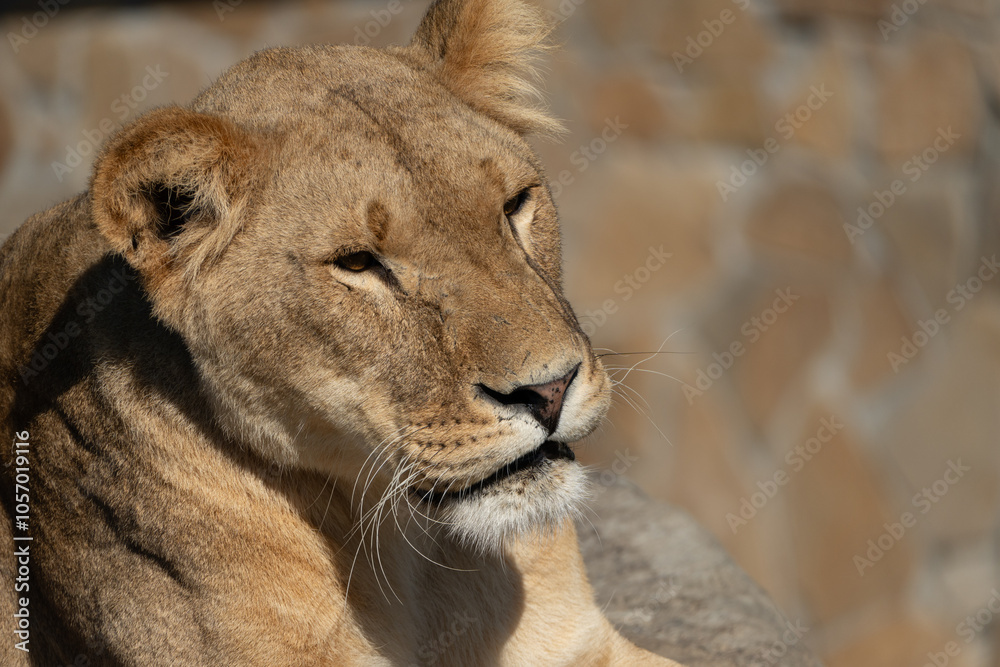 Fototapeta premium Lioness Portrait Zoo Animal Close-up