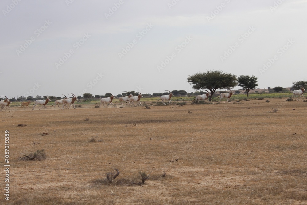 Savannah, North Afrika, Bouhedma National park, southern Tunisia Savannah, North Afrika, Bouhedma National park, southern Tunisia