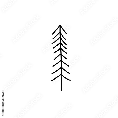 abstract conifer pine fir 