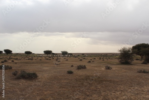 Savannah, North Afrika, Bouhedma National park, southern Tunisia photo